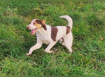 Freundlicher Bruno