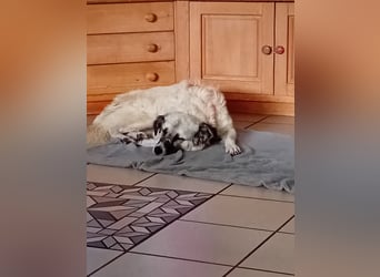 Kuschelbär Chanel