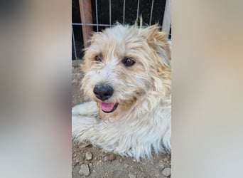 Liebenswerte Flocke Susi