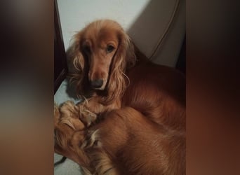 Herzensbrecher Charly