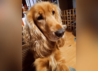 Herzensbrecher Charly