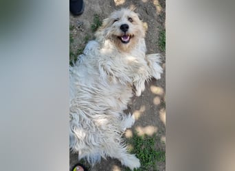 Liebenswerte Flocke Susi