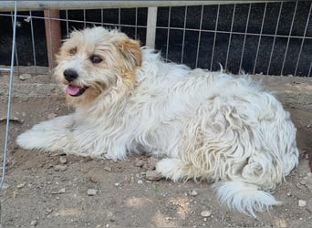 Liebe Hündin Flocke Susi