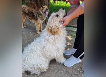 Liebe Hündin Flocke Susi