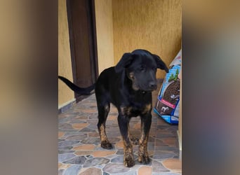 Fröhliche Matilda