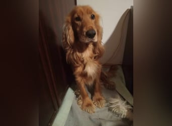 Herzensbrecher Charly