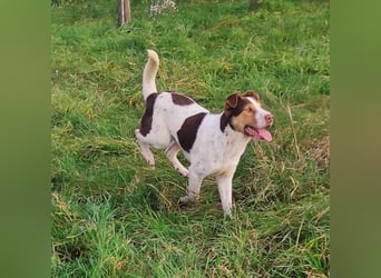 Freundlicher Bruno