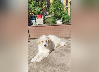 Liebenswerte Flocke Susi