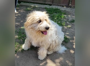 Liebenswerte Flocke Susi