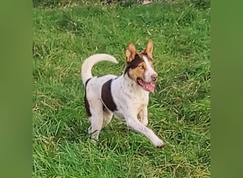 Freundlicher Bruno
