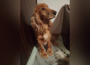 Herzensbrecher Charly