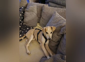 Süße Zeeva sucht liebevolles  Zuhause