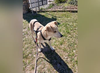 Süße Zeeva sucht liebevolles  Zuhause