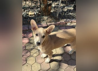 Süße Zeeva sucht liebevolles  Zuhause