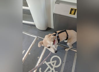 Süße Zeeva sucht liebevolles  Zuhause