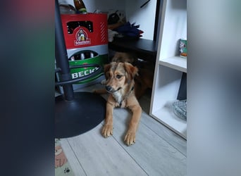 Süße Bella sucht liebevolles Zuhause