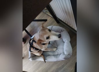 Süße Zeeva sucht liebevolles  Zuhause