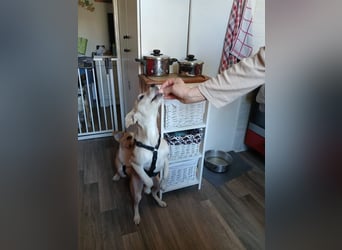 Süße Zeeva sucht liebevolles  Zuhause