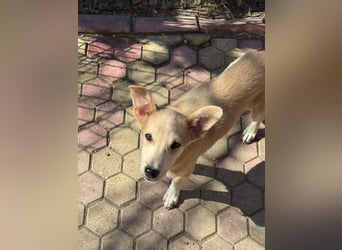 Süße Zeeva sucht liebevolles  Zuhause