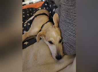 Süße Zeeva sucht liebevolles  Zuhause