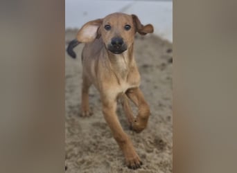 Roberto - RESERVIERT