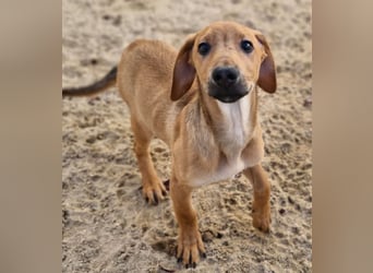 Roberto - RESERVIERT