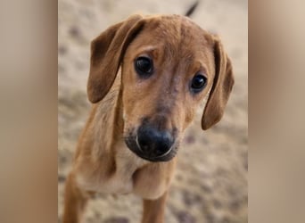 Roberto - RESERVIERT