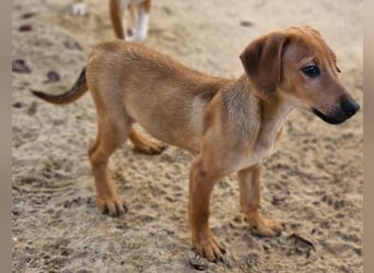 Roberto - RESERVIERT