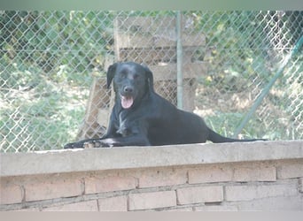 AMBRA, bildhübsche Maus. Der ideale Familienhund