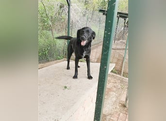 AMBRA, bildhübsche Maus. Der ideale Familienhund