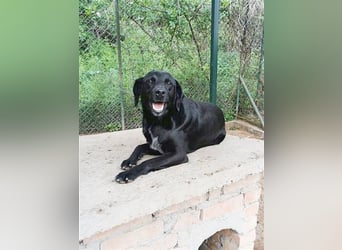 AMBRA, bildhübsche Maus. Der ideale Familienhund