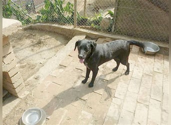 AMBRA, bildhübsche Maus. Der ideale Familienhund