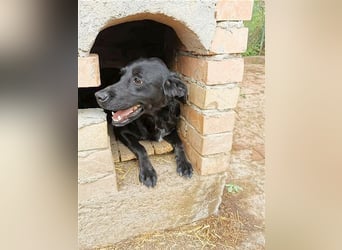 AMBRA, bildhübsche Maus. Der ideale Familienhund