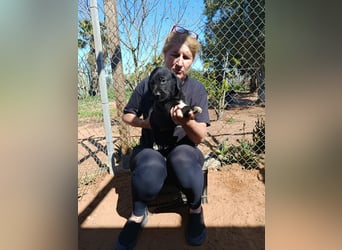 Moon ist ein fröhlicher Welpenbube