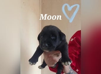 Moon ist ein fröhlicher Welpenbube