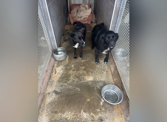 Weihnachtswunder gesucht – für  ATHOS &  NOAH