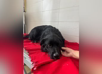 Weihnachtswunder gesucht – für  ATHOS &  NOAH