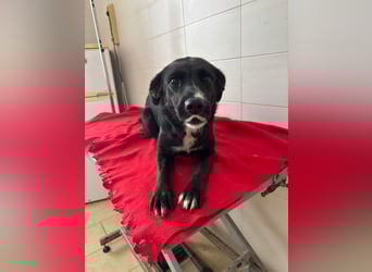 Weihnachtswunder gesucht – für  ATHOS &  NOAH