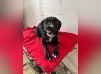 Weihnachtswunder gesucht – für  ATHOS &  NOAH