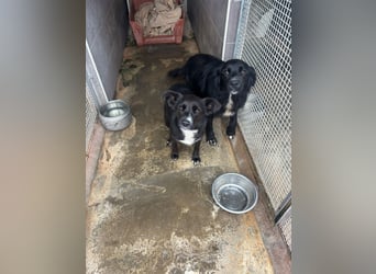 Weihnachtswunder gesucht – für  ATHOS &  NOAH