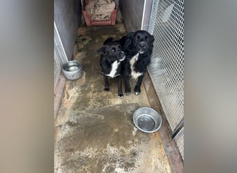 Weihnachtswunder gesucht – für  ATHOS &  NOAH