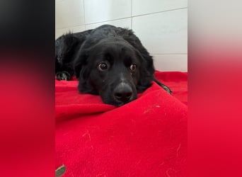 Weihnachtswunder gesucht – für  ATHOS &  NOAH