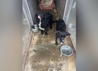 Weihnachtswunder gesucht – für  ATHOS &  NOAH