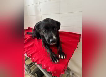 Weihnachtswunder gesucht – für  ATHOS &  NOAH