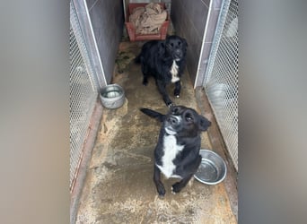 Weihnachtswunder gesucht – für  ATHOS &  NOAH