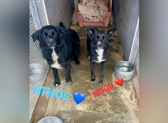 Weihnachtswunder gesucht – für  ATHOS &  NOAH