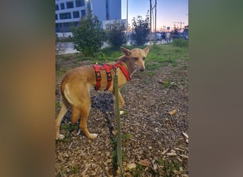 ODA (auf Pflege in 79361 Sasbach-Jechtingen)