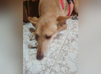 ODA (auf Pflege in 79361 Sasbach-Jechtingen)