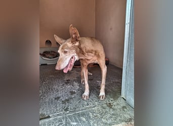 FEDERICO