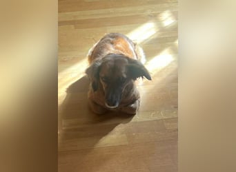 CANELA